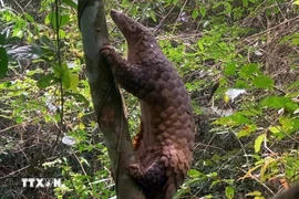 The Javan pangolin is reintroduced to its natural habitat (Photo: VNA)