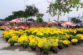 Visitors to the Binh Dien Spring Flower Market can choose from hundreds of flower and plant varieties typical of southern Tet celebrations such as yellow apricot blossoms, chrysanthemum displays, artistic bonsai and a wide range of orchids. (Photo: nhandan.vn)
