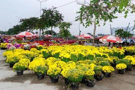 Visitors to the Binh Dien Spring Flower Market can choose from hundreds of flower and plant varieties typical of southern Tet celebrations such as yellow apricot blossoms, chrysanthemum displays, artistic bonsai and a wide range of orchids. (Photo: nhandan.vn)