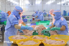 Workers process tra fish for export. (Photo: VNA)