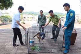 Dong Nai authorities receive and transfer the lesser adjutant for rescue and conservation on June 13. (Photo: VNA)