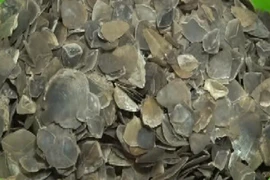 Indonesian police bust illegal pangolin scale trade ring