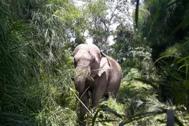 An endangered Asian elephant in the wild in the Central Highlands region in Vietnam. (Photo courtesy of Animals Asia)