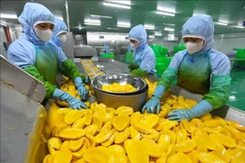 Workers process mango for export at a factory of the An Giang Fruit & Vegetable Joint Stock Company in Lam Dong province (Photo: VNA)