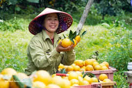  Green production, standardised value chains key to fruit, vegetable sector growth