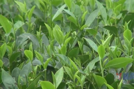 Circular agriculture linked with rural experiential tourism