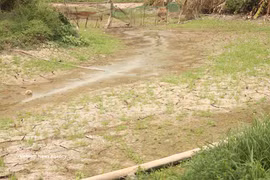 Widespread drought and saltwater intrusion are forecast across Vietnam's Mekong Delta during the 2026–2027 dry season. (Illustrative photo: VNA)