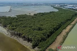 Aerial photo of the Sriwulan Terboyo Mangrove Forest area in Semarang, Central Java, Indonesia. (Photo: Antara)