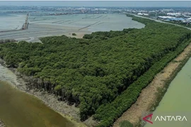 Aerial photo of the Sriwulan Terboyo Mangrove Forest area in Semarang, Central Java, Indonesia. (Photo: Antara)