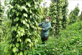 A farmer tends to her pepper plants in the central highlands province of Dak Nong. (Photo: VNA)