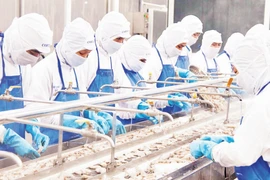 Workers process frozen shrimp for export at the Coastal Fisheries Development Company (COFIDEC), Ho Chi Minh City. (Photo: nhandan.vn)