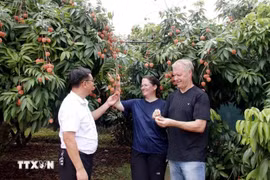 Tourists visit a lychee farm. (Photo: VNA)