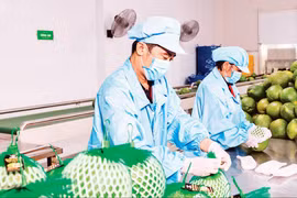 Workers package fruits at the factory of Vina T&T Group (Photo: nhandan.vn)