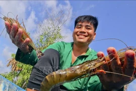 Farmers produce high-quality shrimp in Luong Nghia commune, Long My district, Hau Giang province. (Photo: VNA)