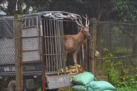 A sambars deer is taken to Cuc Phuong National Park. (Photo: VNA broadcasts)