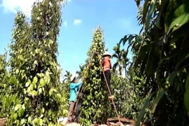 Gia Lai farmers harvest pepper. (Photo: VNA)