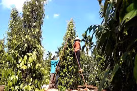 Gia Lai farmers harvest pepper. (Photo: VNA)