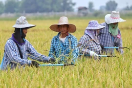 Thailand outlines support measures for rice farmers, boosts organic rice exports