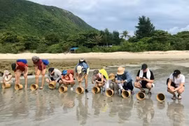 Foreign tourists enjoy participating in the release of baby turtles back into the sea in Con Dao Island, Ho Chi Minh City (Source: sggp.org.vn)