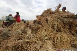 Farmers thresh rice grains in Lamsiteh village, Aceh Besar district, Aceh (Photo: Antara) 
