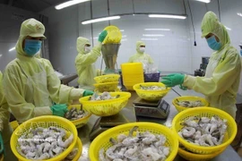 Processing frozen shrimp for export at a factory of Minh Phu Group in Can Tho city (Photo: VNA) 