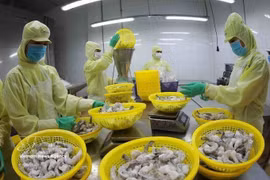 Processing frozen shrimp for export at a factory of Minh Phu Group in Can Tho city (Photo: VNA) 