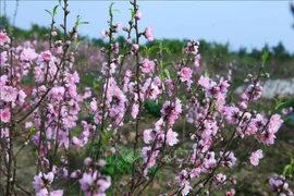 Many peach trees are flowering well ahead of the Lunar New Year (Tet). (Photo: VNA)
