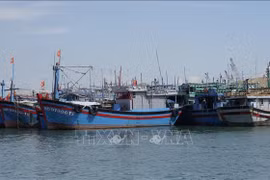 Fishing vessels are anchored at a fishing port in Quy Nhon ward, Gia Lai province. (Photo: VNA)