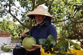 A farmer inspects quality of green-skin pomelos in an orchard. (Photo: VNA)