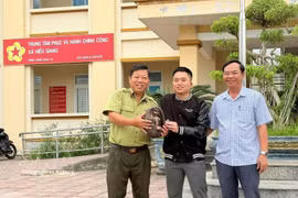 The animal is transferred to forest rangers for care and rehabilitation before being released back into its natural habitat (Photo: VNA)