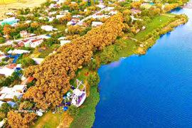 A key highlight in Huong Tra eco-village is a cluster of nine ancient fragrant rosewood trees, aged between 100 and 150 years. (Photo: VNA)