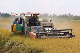 Farmers in Ca Mau province use combine harvesters to harvest rice. (Photo: VNA)