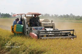 Farmers in Ca Mau province use combine harvesters to harvest rice. (Photo: VNA)