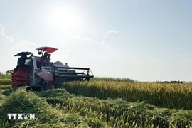 The combine harvester helps reduce labour, lower investment costs, and increase economic efficiency. (Photo: VNA)