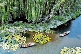 Tourists visit the cajuput forest in Dong Thap Muoi in Long An province (Source: nhandan.vn)