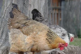 Cambodia records first death from H5N1 in 2025