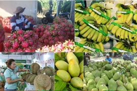 Vietnam earns over 7 billion USD from fruit and vegetable exports in the first ten months of this year, up 14% year on year (Photo: VNA)