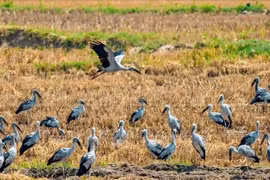 A flock of Asian open-bill storks in Gia Lai (Photo: VNA)