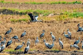 A flock of Asian open-bill storks in Gia Lai (Photo: VNA)