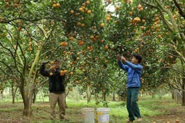 Hoa Binh farms pick oranges (Photo: VNA)