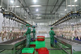 Inside a modern chicken processing plant equipped with advanced production lines in Tay Ninh province. (Photo vtcnews.vn)