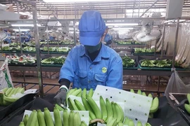 The fruit and vegetable sector is also set to hit a record, with exports projected at around 8.5 billion USD in 2025. (Photo: VNA)