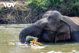 Dak Lak province is embracing an “elephant-friendly tourism” model, enhancing the welfare of domesticated elephants while creating meaningful experiences for visitors. (Photo: VOV)