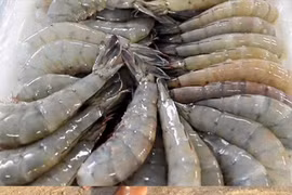 Indonesia resumes shrimp exports to Saudi Arabia after import ban lifted