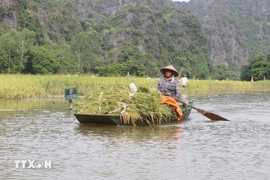 A boat on the Ngo Dong River in Ninh Binh province (Photo: VNA)