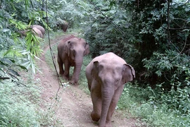 The Dong Nai elephant herd is photographed by the Humane World for Animals organisation's camera traps. (Photo: VNA broadcasts)