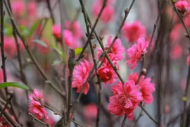 The vitality of peach blossoms symbolises the enduring prosperity and growth of individuals and families. (Photo: VNA)