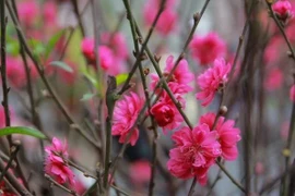 The vitality of peach blossoms symbolises the enduring prosperity and growth of individuals and families. (Photo: VNA)