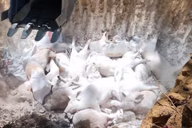 Since the beginning of this year, over 514 outbreaks have been reported in 28 out of 34 provinces and cities, with more than 30,000 pigs infected, killed or culled. (Illustrative photo: VNA)