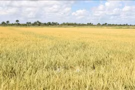 A rice field in Cuba's Pinar del Rio province. Rice production is a bright spot in Vietnam-Cuba agricultural cooperation (Photo: VNA)